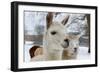 Llama-ellenamani-Framed Photographic Print