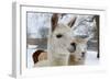 Llama-ellenamani-Framed Photographic Print