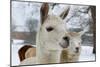 Llama-ellenamani-Mounted Photographic Print