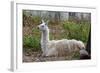 Llama-psvrusso-Framed Photographic Print