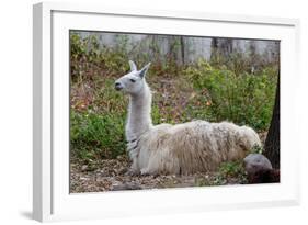 Llama-psvrusso-Framed Photographic Print