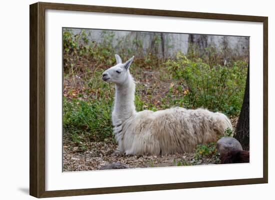 Llama-psvrusso-Framed Photographic Print