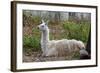 Llama-psvrusso-Framed Photographic Print