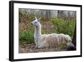 Llama-psvrusso-Framed Photographic Print