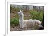 Llama-psvrusso-Framed Photographic Print