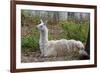 Llama-psvrusso-Framed Photographic Print