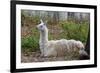 Llama-psvrusso-Framed Photographic Print