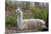 Llama-psvrusso-Mounted Photographic Print