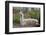 Llama-psvrusso-Framed Photographic Print