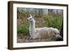 Llama-psvrusso-Framed Photographic Print