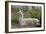 Llama-psvrusso-Framed Photographic Print