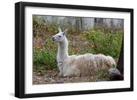 Llama-psvrusso-Framed Photographic Print