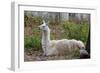Llama-psvrusso-Framed Photographic Print