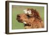 Llama-SWallace-Framed Photographic Print