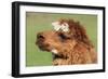 Llama-SWallace-Framed Photographic Print