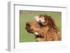 Llama-SWallace-Framed Photographic Print