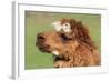 Llama-SWallace-Framed Photographic Print