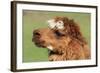 Llama-SWallace-Framed Photographic Print