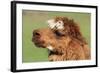 Llama-SWallace-Framed Photographic Print