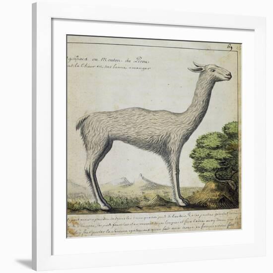 Llama-null-Framed Giclee Print