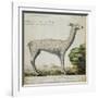 Llama-null-Framed Giclee Print