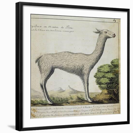 Llama-null-Framed Giclee Print