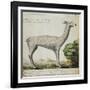 Llama-null-Framed Giclee Print