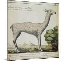 Llama-null-Mounted Giclee Print