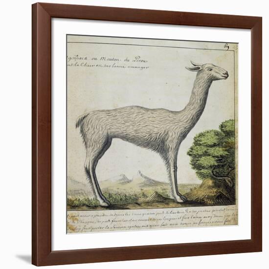 Llama-null-Framed Giclee Print