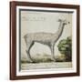 Llama-null-Framed Giclee Print