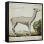 Llama-null-Framed Stretched Canvas