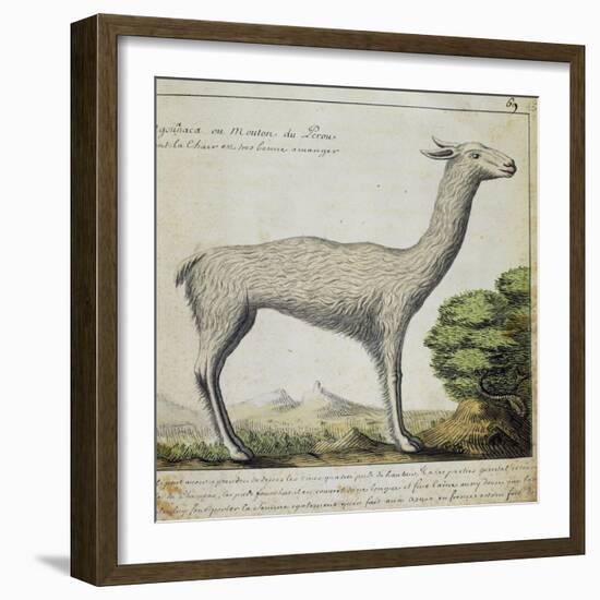 Llama-null-Framed Giclee Print