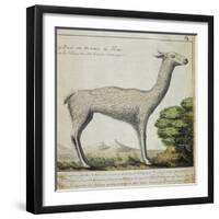 Llama-null-Framed Giclee Print