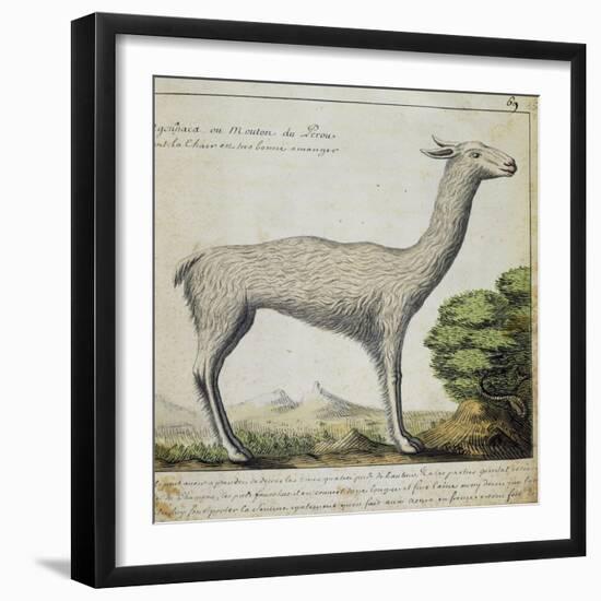 Llama-null-Framed Giclee Print