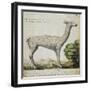 Llama-null-Framed Giclee Print