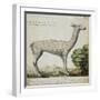 Llama-null-Framed Giclee Print