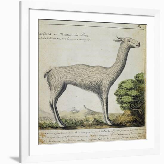 Llama-null-Framed Giclee Print