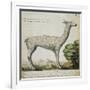 Llama-null-Framed Giclee Print