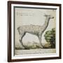 Llama-null-Framed Giclee Print