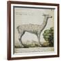 Llama-null-Framed Giclee Print