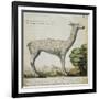 Llama-null-Framed Giclee Print