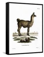 Llama-null-Framed Stretched Canvas