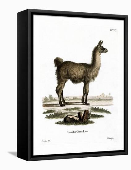 Llama-null-Framed Stretched Canvas