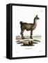 Llama-null-Framed Stretched Canvas