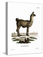 Llama-null-Stretched Canvas