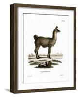 Llama-null-Framed Giclee Print