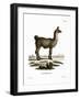 Llama-null-Framed Giclee Print