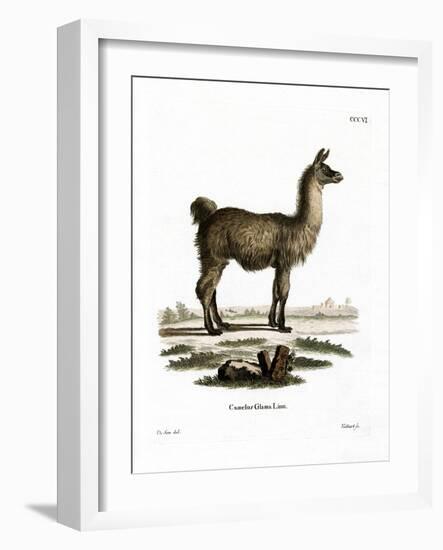 Llama-null-Framed Giclee Print