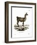 Llama-null-Framed Premium Giclee Print