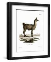 Llama-null-Framed Premium Giclee Print